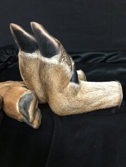 Deer Feet